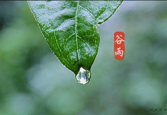 谷雨时节感怀句子（美得豁达，美得坦荡）