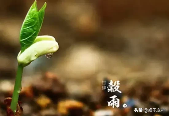 谷雨祝福节气问候语（春暖花开，谷雨快乐）