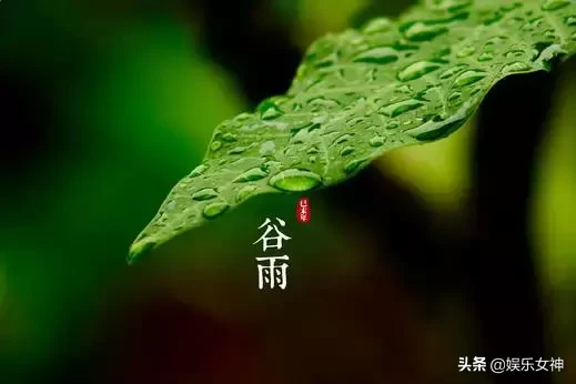 谷雨祝福节气问候语（春暖花开，谷雨快乐）