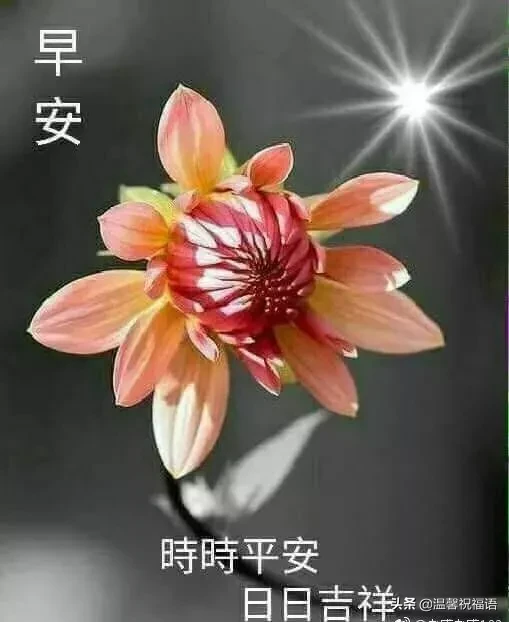 谷雨节气清晨慰问温馨祝福语录（不如用自己的努力，争取更多的美好和幸运）