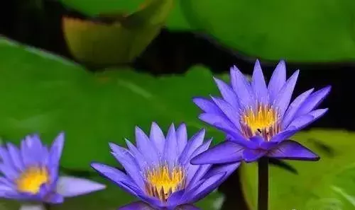 今日夏至，送你美好祝愿（立夏至祝福语简短）