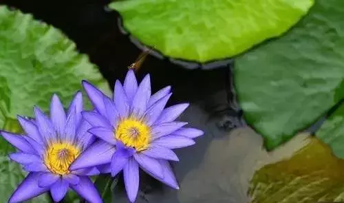 今日夏至，送你美好祝愿（立夏至祝福语简短）