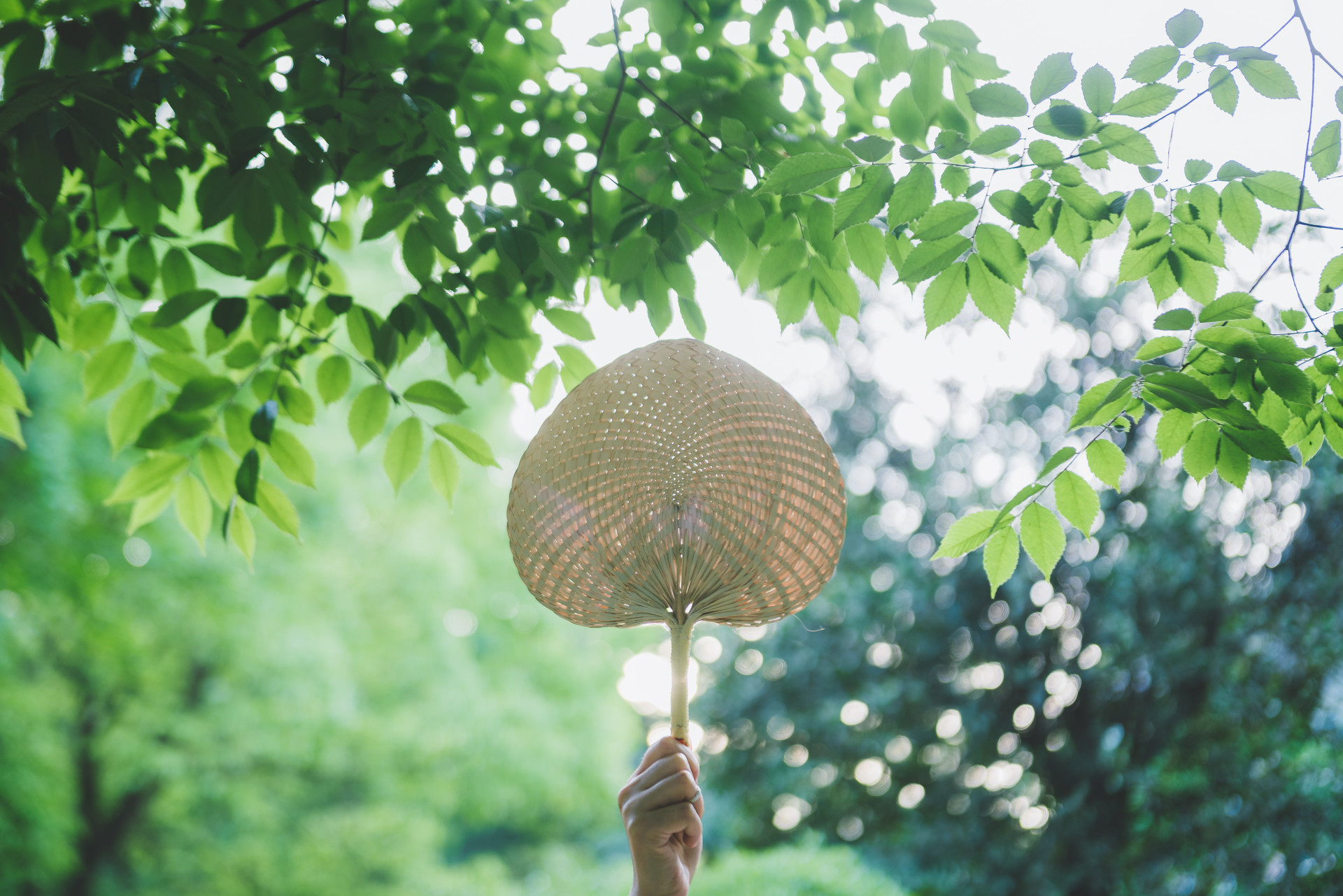 形容初夏唯美句子，夏天的治愈文案