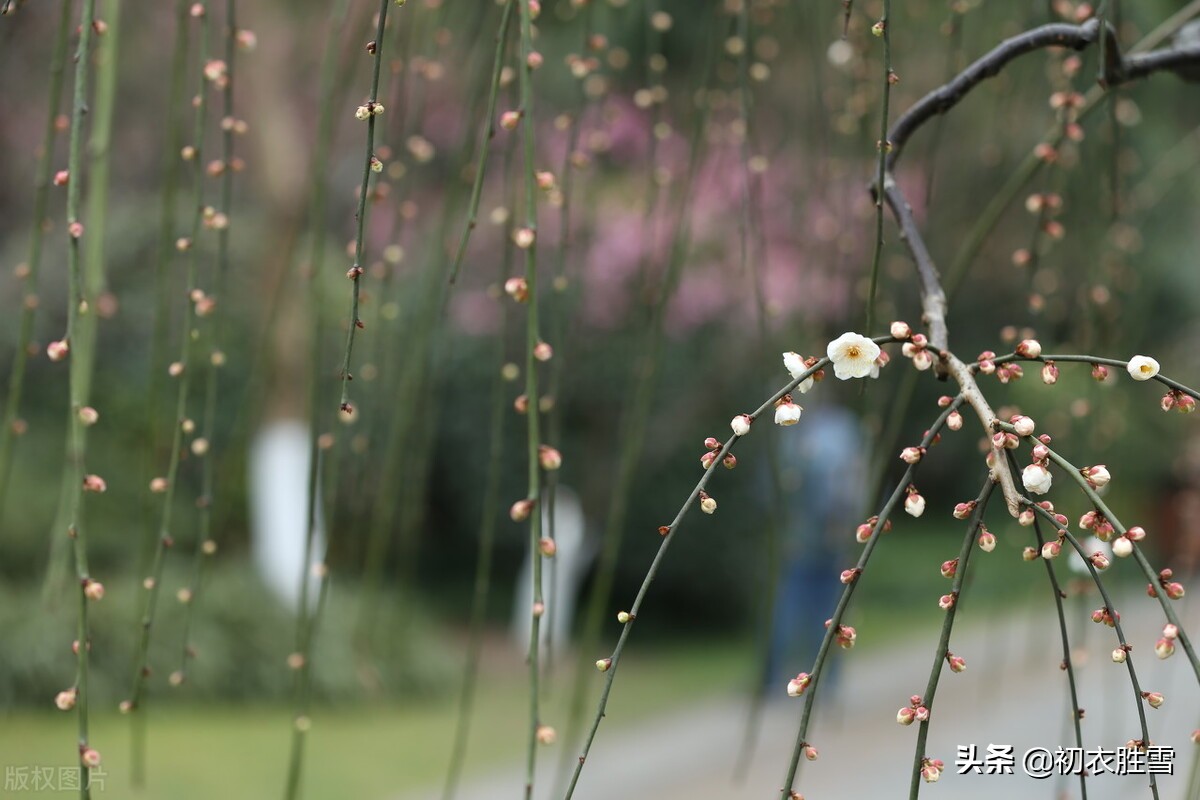 ​唯美春节古诗三首，春节祝福佳节祝愿的古诗