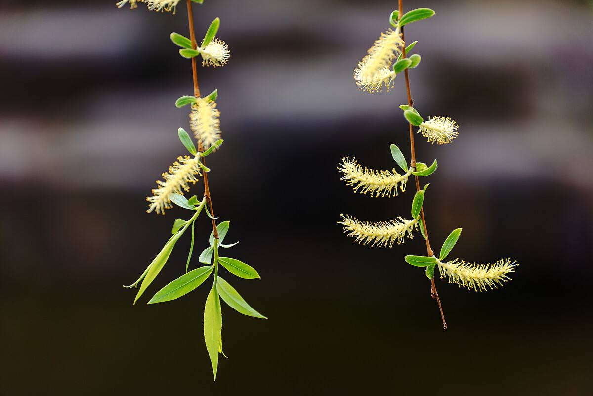 描写春花绽放之美景的小诗句（看千娇百媚，享岁月静好）