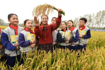 2022世界粮食日爱粮节粮主题活动总结范文（世界粮食日节约粮食宣传工作总结范例）