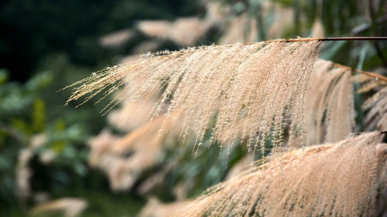 简短唯美的现代诗推荐（优美的近代诗歌）