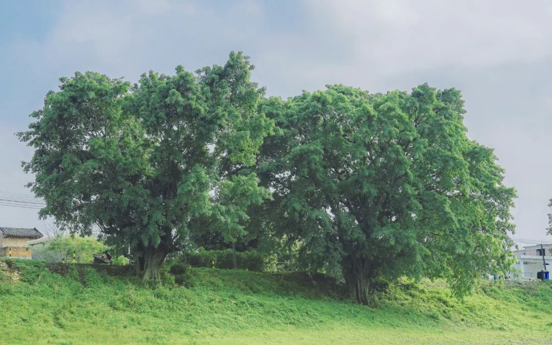 关于夏日唯美经典诗词（夏日别样风景，人生别样深情）