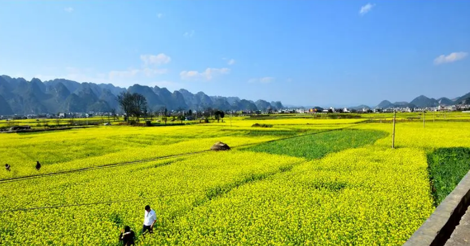 关于春游的踏青诗词赏析（跟着诗词去春游，共赏春光灿烂）