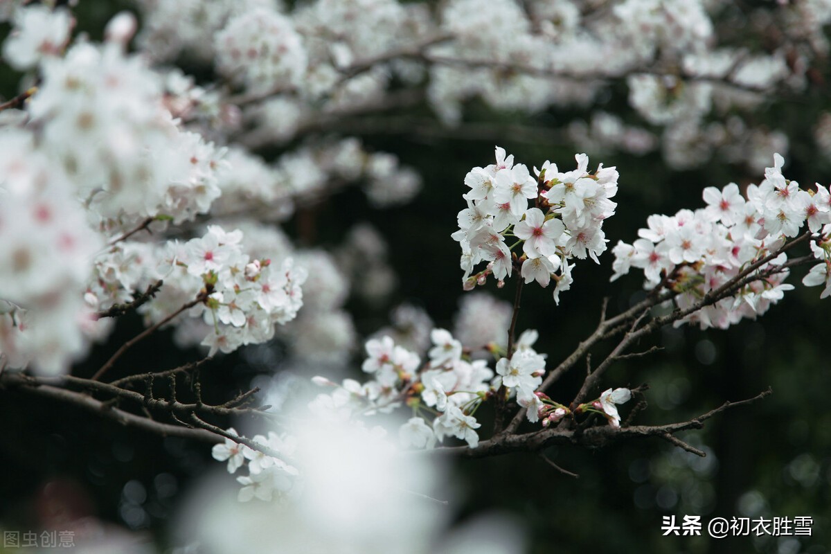 清明节气梨花美诗六首推荐（梨花吹雪渡清明，人生看得几清明）