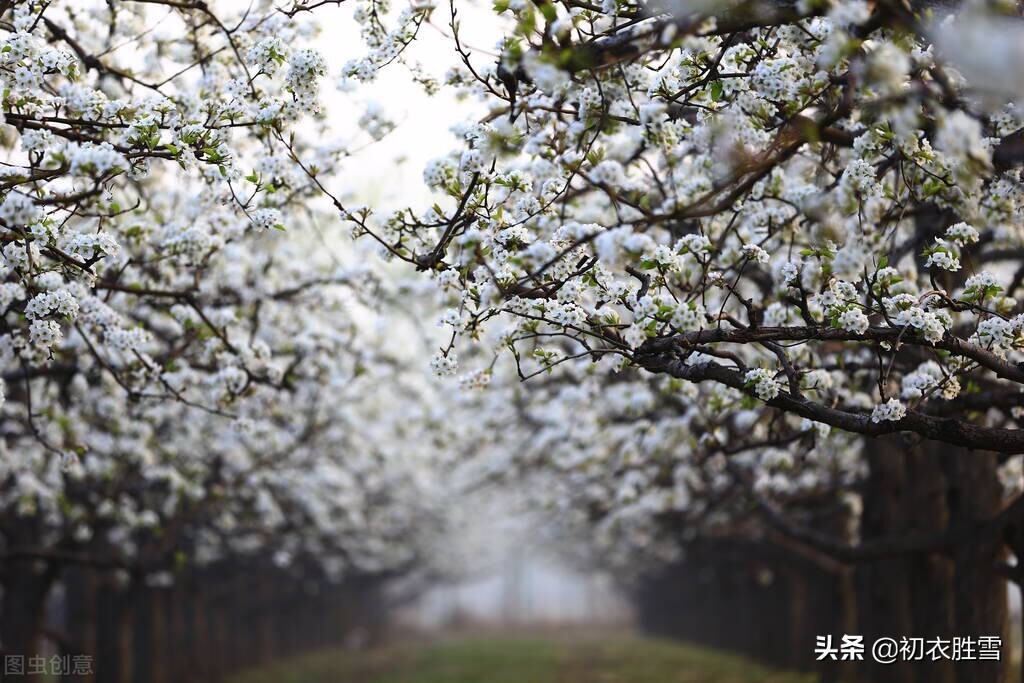 清明节气梨花美诗六首推荐（梨花吹雪渡清明，人生看得几清明）