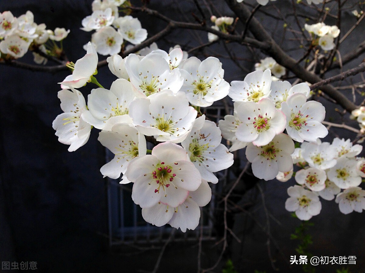 清明节气梨花美诗六首推荐（梨花吹雪渡清明，人生看得几清明）