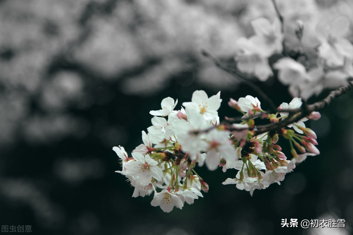 清明节气梨花美诗六首推荐（梨花吹雪渡清明，人生看得几清明）