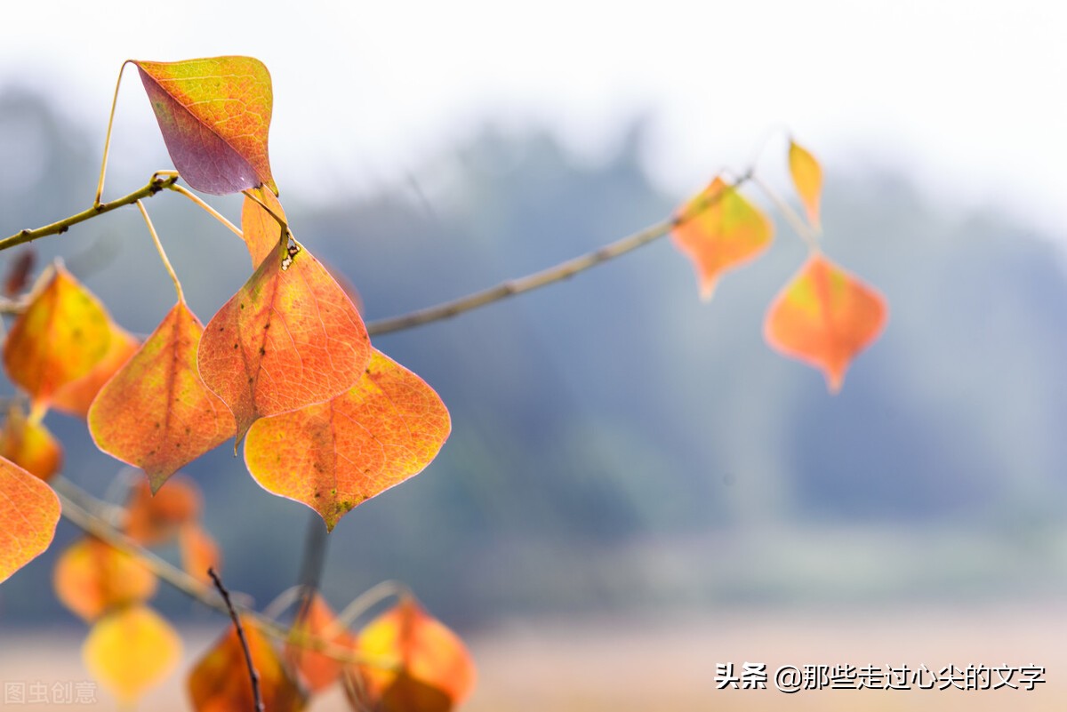 适合发朋友圈精美文案短句（山中若有眠，枕的是月）