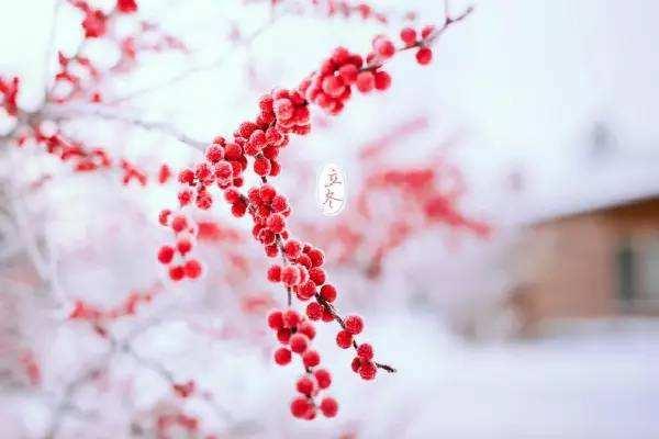 立冬节气的简短祝福语（立冬，是幸福的起点）