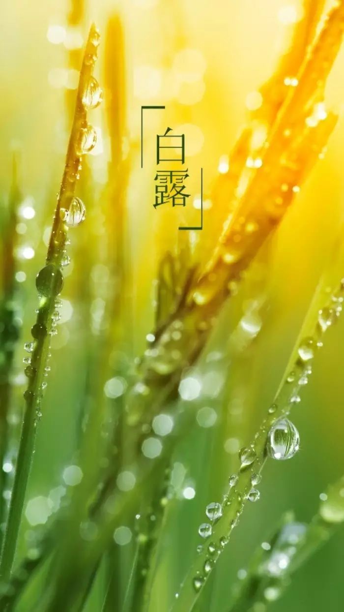 白露节气古诗大全（描写白露的诗词赏析）