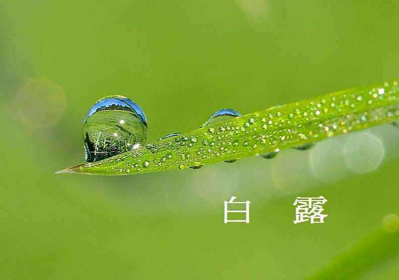 白露节气古诗大全（描写白露的诗词赏析）