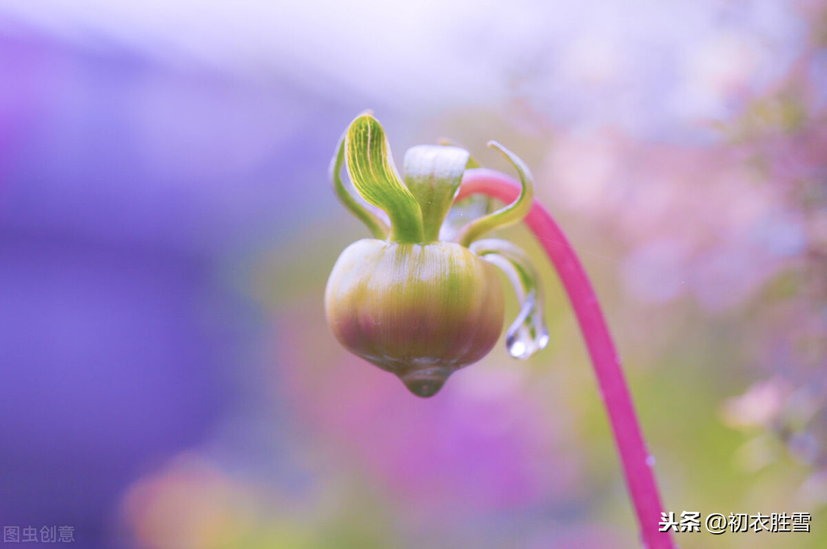 有关优美的白露节气唐诗（秋草白露时，故园益相思）