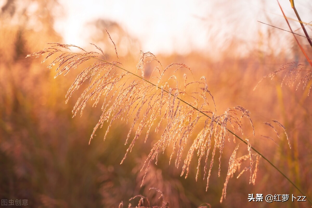 人生感悟正能量励志短句（人生百般滋味，生活需要笑着面对）