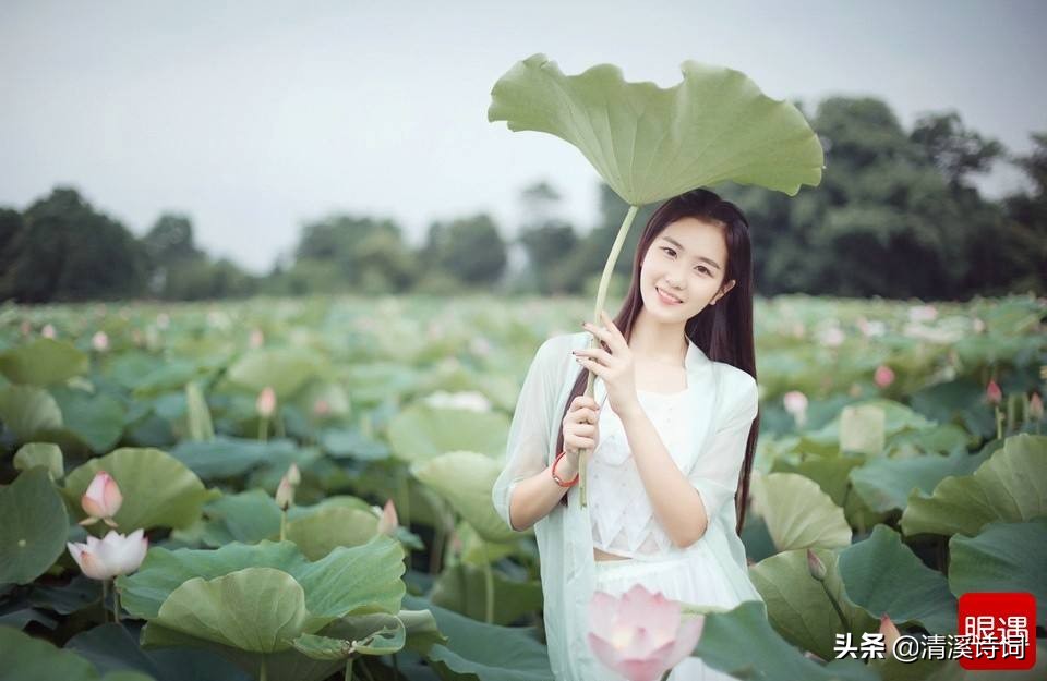 关于荷花的诗句古诗大全（赞美荷花诗词古句十首）