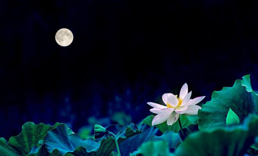 有关荷花与月色的十首诗词，赞美荷花很美的诗句