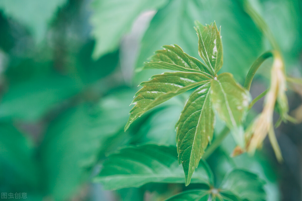 赞美立夏6首唯美古诗词（立夏已到，愿好运阳光将你照）