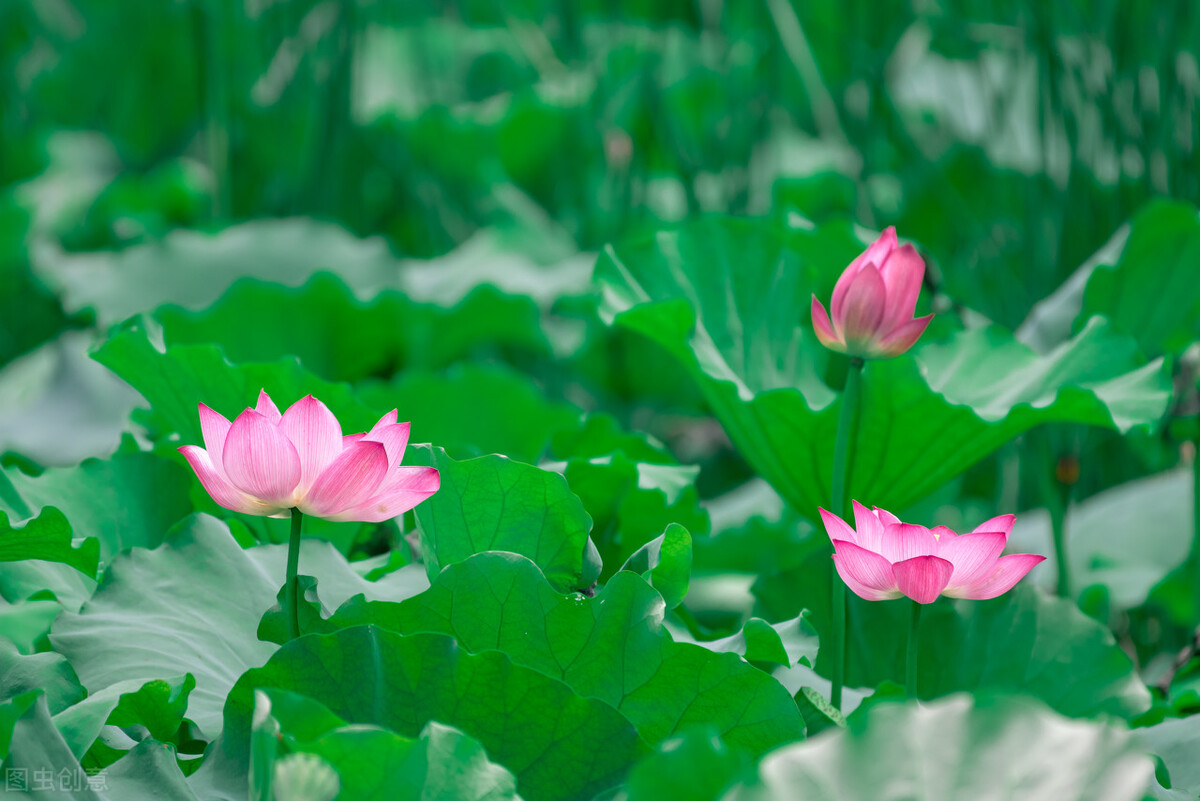 赞美立夏6首唯美古诗词（立夏已到，愿好运阳光将你照）