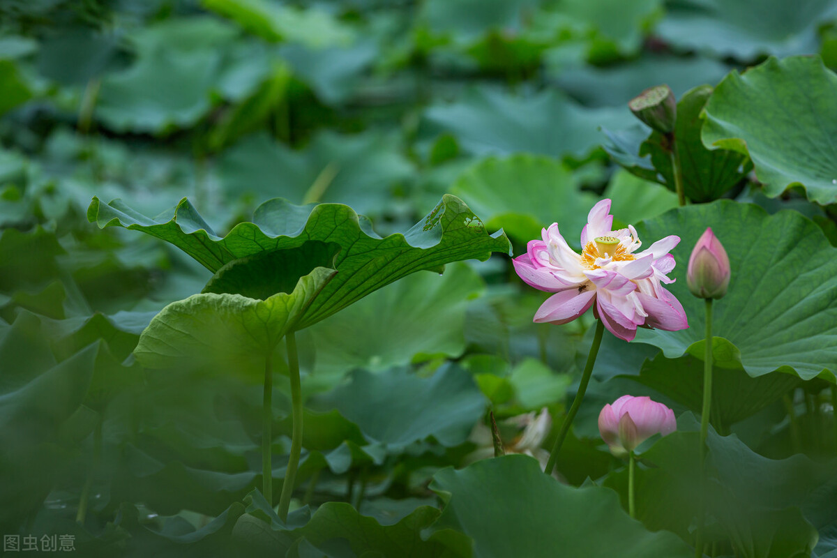 夏至节气的习俗应该怎么过（分享夏至节气的特点和8个民间习俗）