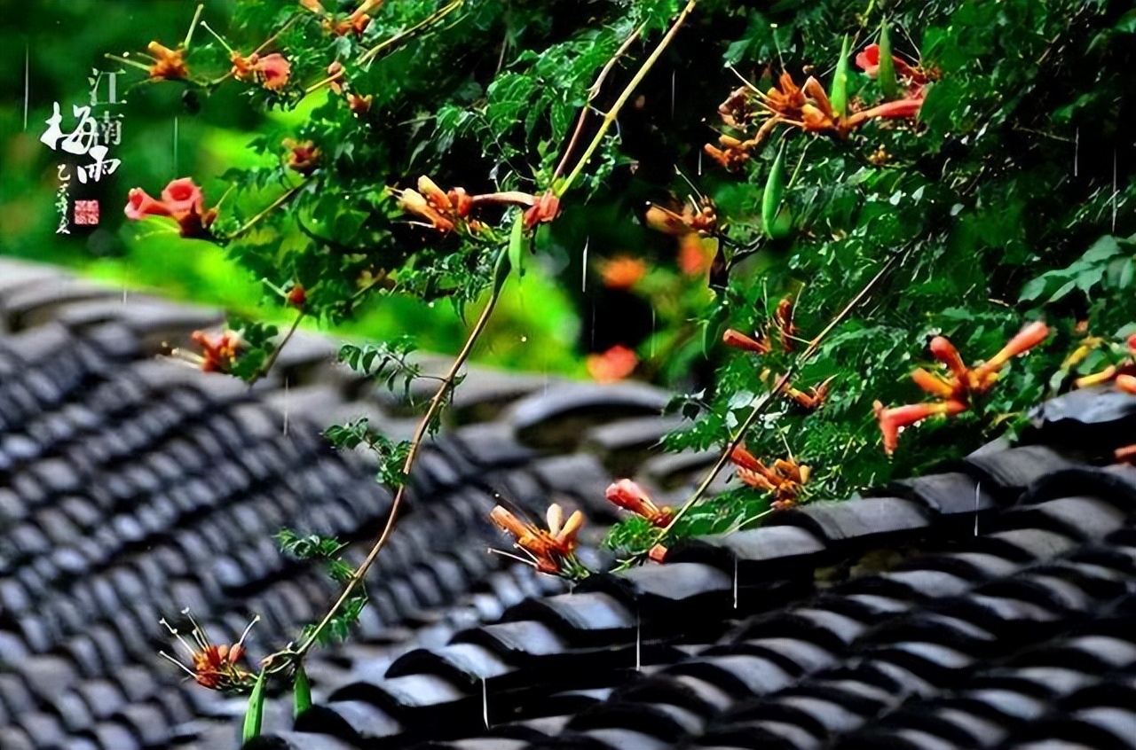 关于江南梅雨季节诗词（熟尽黄梅雨意深，梅子黄时雨）