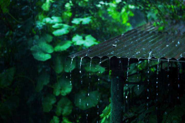 关于江南梅雨季节诗词（熟尽黄梅雨意深，梅子黄时雨）