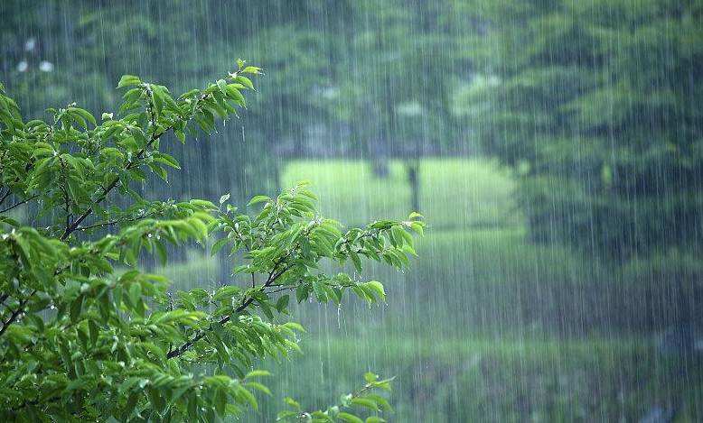 关于江南梅雨季节诗词（熟尽黄梅雨意深，梅子黄时雨）