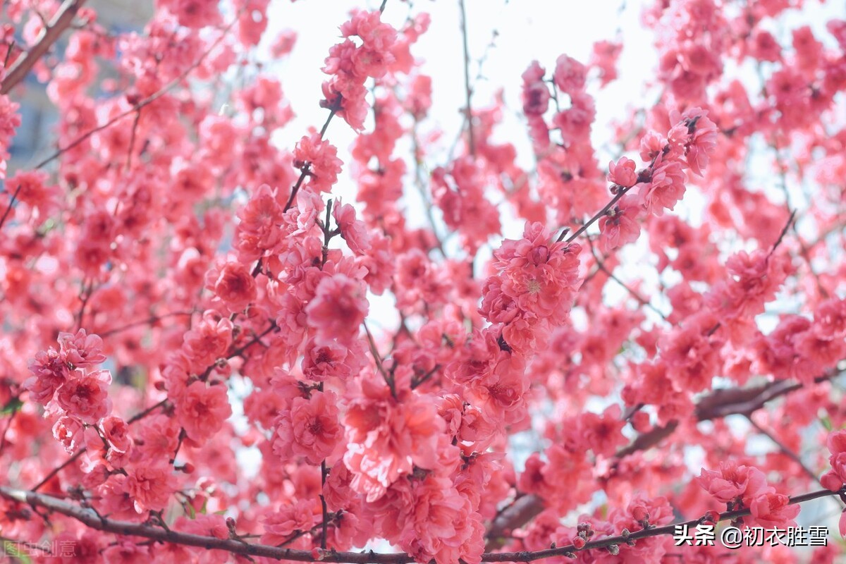 有关仲春碧描写桃花的六首古诗（山行二月春，花发碧桃新）