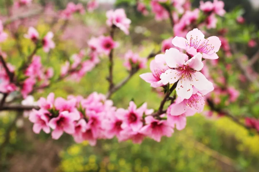 桃之夭夭，许你十里桃花（分享48首桃花的优美诗词）