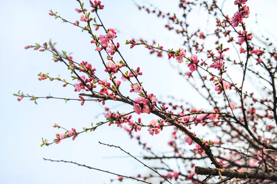 桃之夭夭，许你十里桃花（分享48首桃花的优美诗词）