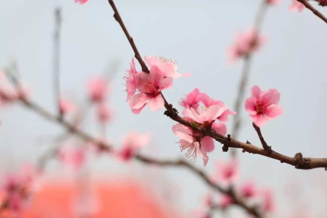 桃之夭夭，许你十里桃花（分享48首桃花的优美诗词）