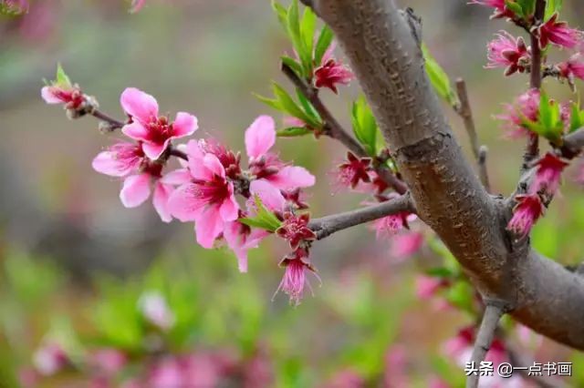 精选咏桃花经典诗词36首（片霞照仙井，泉底桃花红）