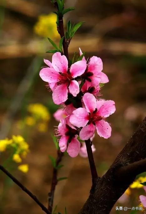 精选咏桃花经典诗词36首（片霞照仙井，泉底桃花红）