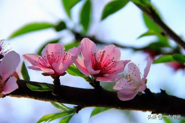 精选咏桃花经典诗词36首（片霞照仙井，泉底桃花红）