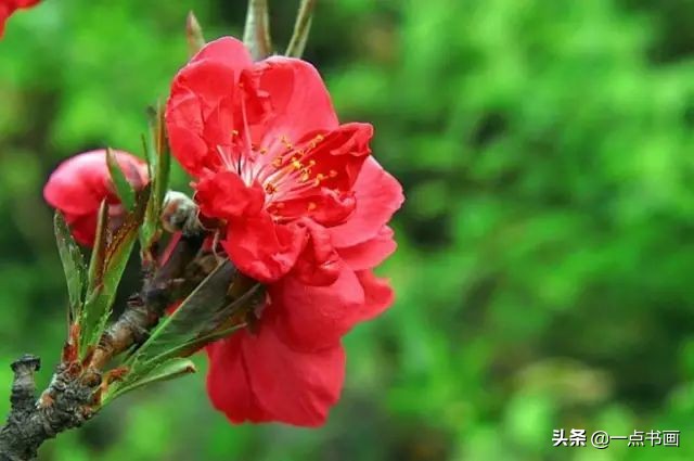 精选咏桃花经典诗词36首（片霞照仙井，泉底桃花红）