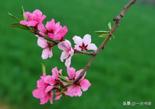 精选咏桃花经典诗词36首（片霞照仙井，泉底桃花红）