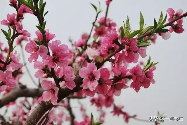 精选咏桃花经典诗词36首（片霞照仙井，泉底桃花红）