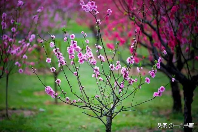 精选咏桃花经典诗词36首（片霞照仙井，泉底桃花红）