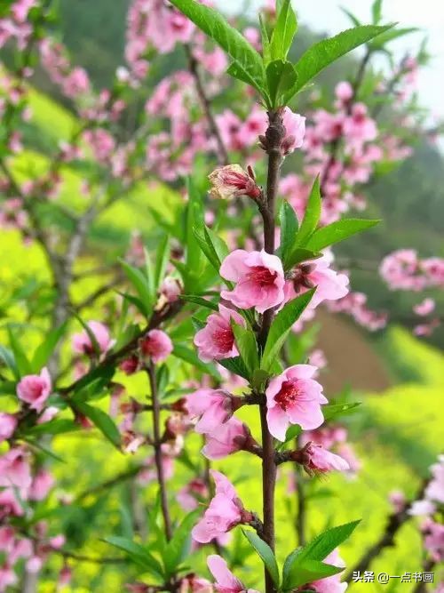 精选咏桃花经典诗词36首（片霞照仙井，泉底桃花红）