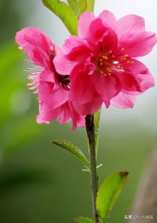 精选咏桃花经典诗词36首（片霞照仙井，泉底桃花红）