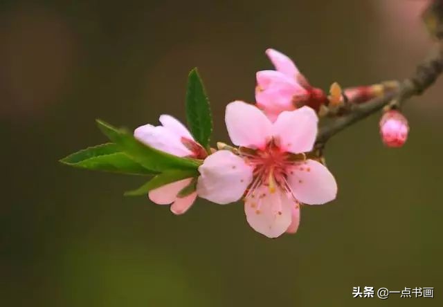 精选咏桃花经典诗词36首（片霞照仙井，泉底桃花红）