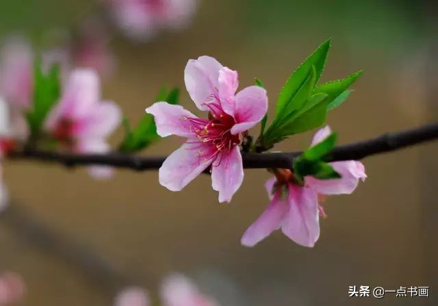 精选咏桃花经典诗词36首（片霞照仙井，泉底桃花红）