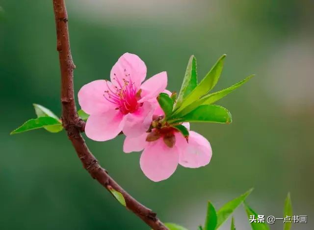 精选咏桃花经典诗词36首（片霞照仙井，泉底桃花红）