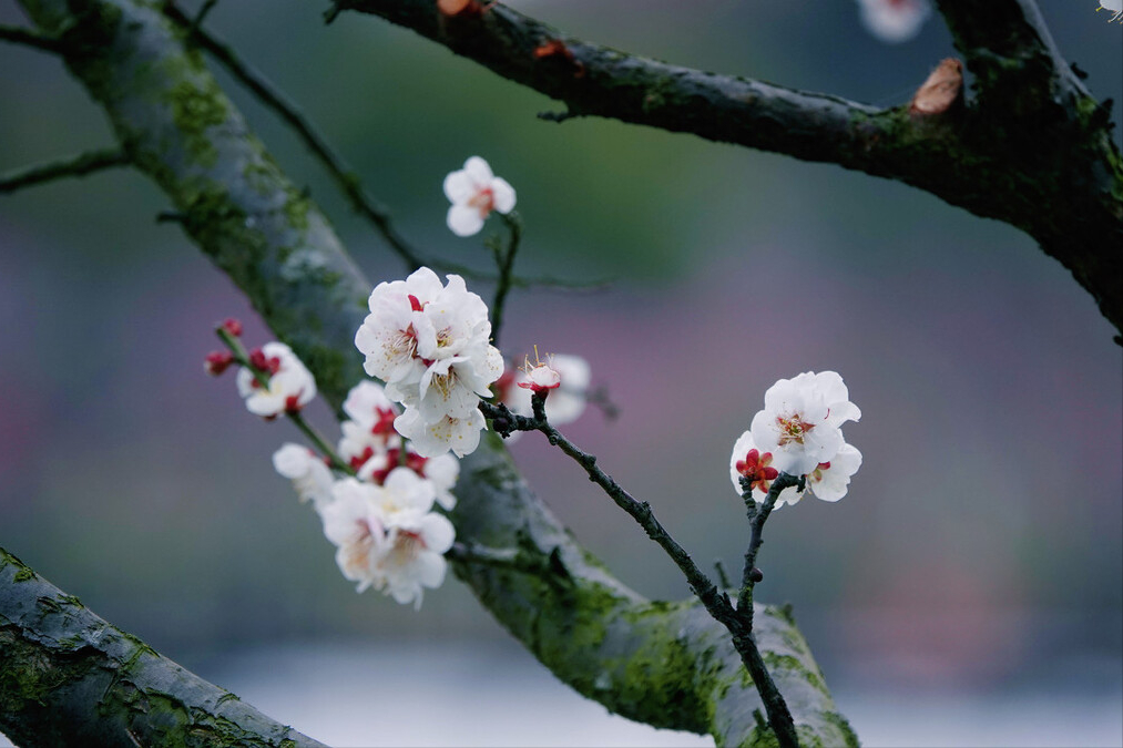 中国著名的梅花诗赏析（独自与苦寒抗争的高贵品质）