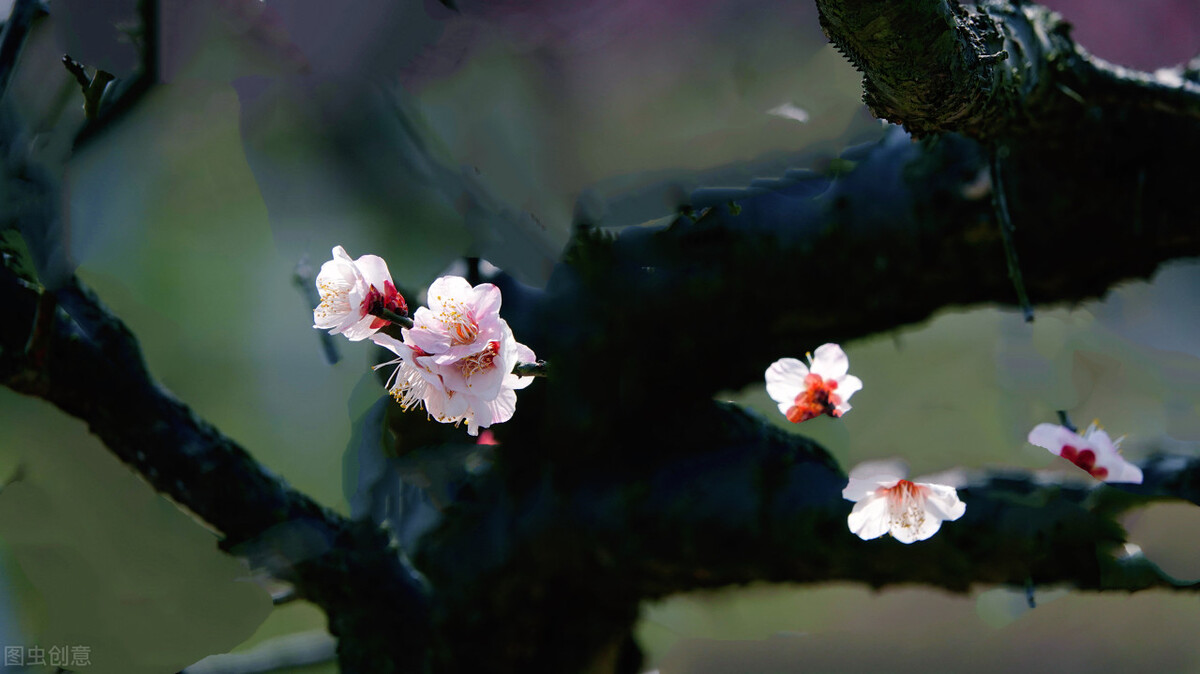 中国著名的梅花诗赏析（独自与苦寒抗争的高贵品质）