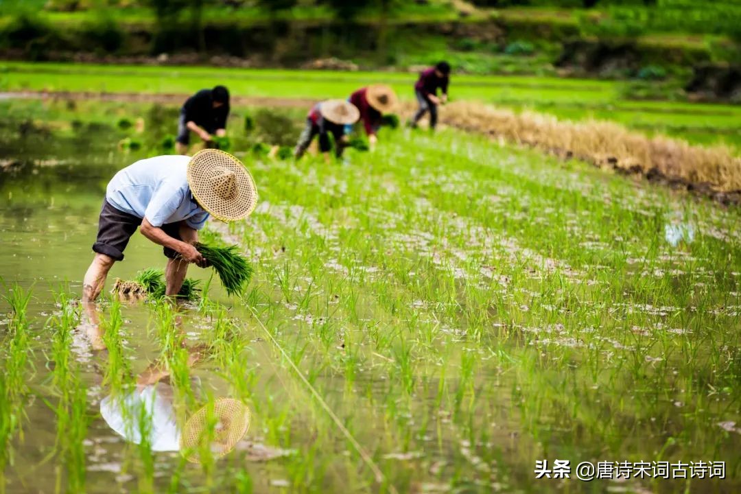 关于辛勤劳动的经典诗句摘抄（赞美了农夫的辛勤劳动）